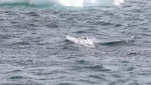 海豹猛烈地撕扯一只企鹅视频素材