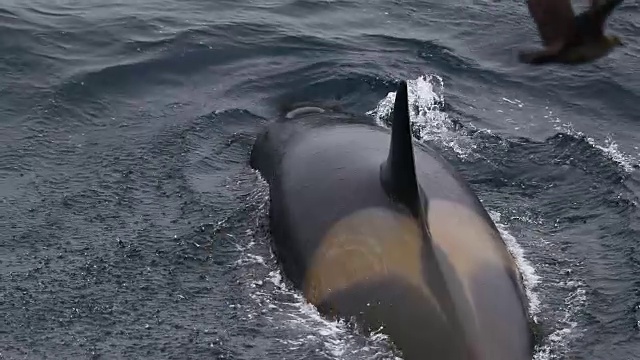 虎鲸，特写，慢镜头浮出水面视频下载