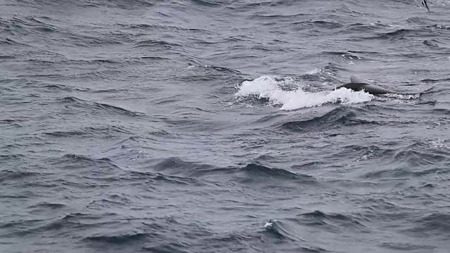 两只虎鲸带着尾巴带着风暴海燕潜入水中视频素材