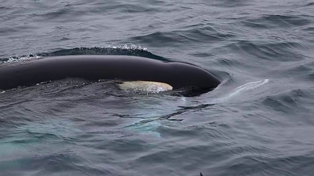 虎鲸，嘴里叼着一只死小须鲸视频下载