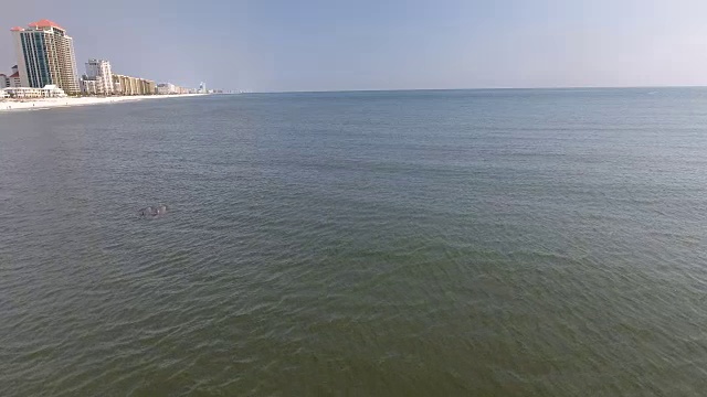 海豚海滨视频素材