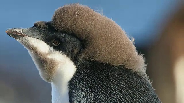 头发古怪的阿德利小企鹅正在换毛视频下载