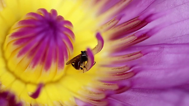 单蜜蜂采食荷花和睡莲视频下载