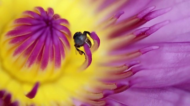 特写蜜蜂觅食莲花和睡莲视频下载