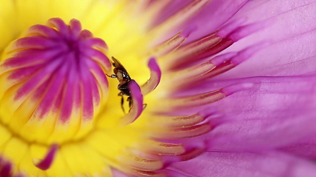 蜜蜂在荷花和睡莲上爬行和觅食视频下载