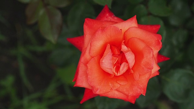 花园里盛开的玫瑰视频素材