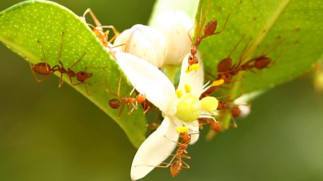 蚂蚁在树上工作视频素材