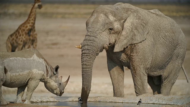WS PAN泥黑犀牛;非洲大象和长颈鹿在大草原/纳米比亚视频下载