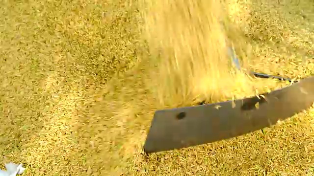 筒仓收割机将谷物倾倒在卡车上视频下载