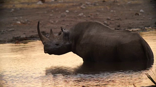 南美热带草原/纳米比亚的黑犀牛在喝水视频下载