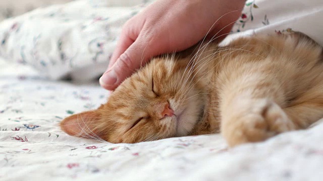 可爱的姜黄色的猫躺在床上。男人抚摸毛茸茸的宠物，它会呜呜叫视频素材