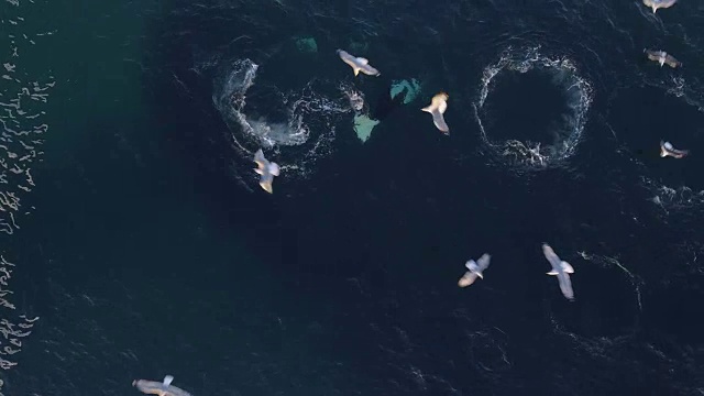 鸟瞰图，虎鲸在挪威执行致命的循环视频下载