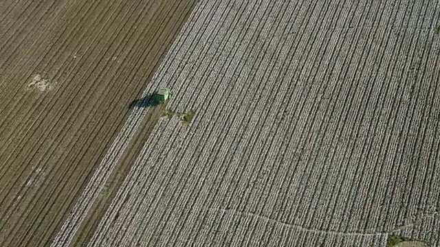 空中俯瞰收获期间的棉花农场视频素材