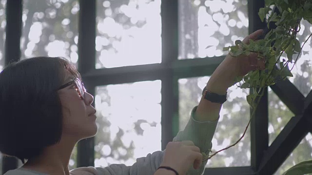 亚洲妇女检查树木生长在分配温室视频下载