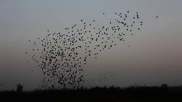 一群以v字队形飞行的鸟视频素材