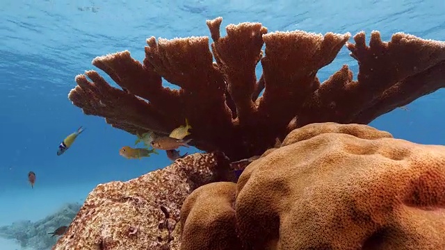 在库拉索岛附近的加勒比海浅水中的麋鹿角珊瑚视频素材