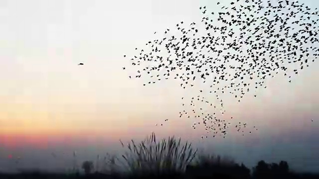 一群以v字队形飞行的鸟视频下载