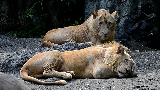 狮子是野生动物保护区的丛林之王视频素材