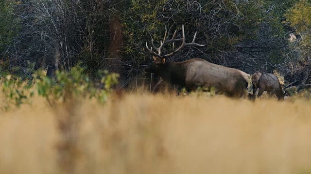 一只巨大的公麋鹿穿过树林，一边看着母麋鹿一边发出叫声。视频素材