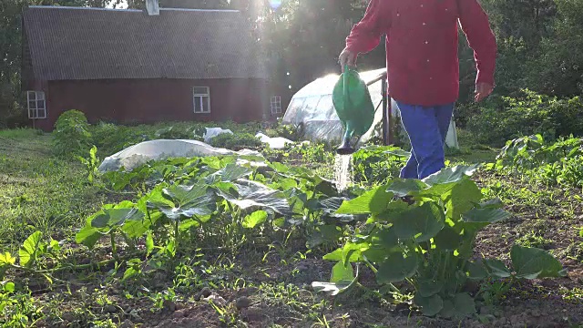 在自己的生态花园中，人们在浇灌新鲜的南瓜和西葫芦。FullHD视频下载