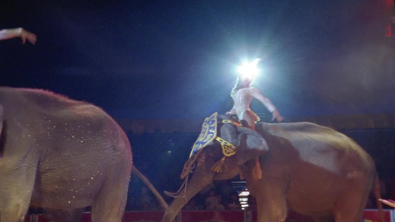 墨西哥Atayde Hermanos马戏团中骑大象的女人视频下载