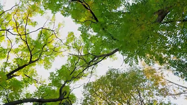阳光透过森林视频素材