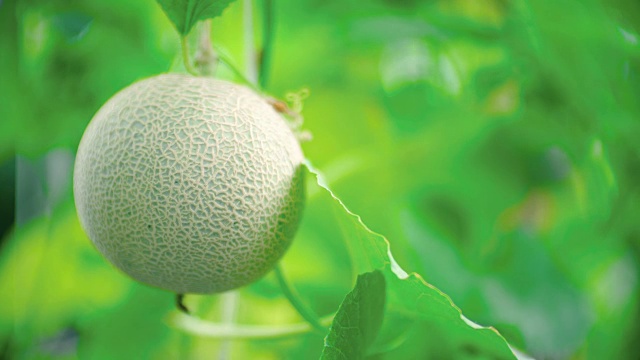 绿色瓜植物生长在温室视频下载