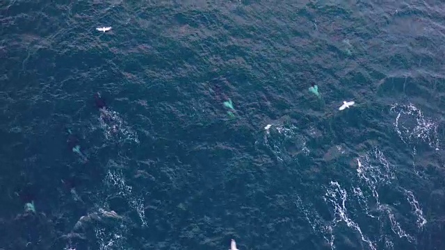 挪威一群虎鲸的鸟瞰图视频下载