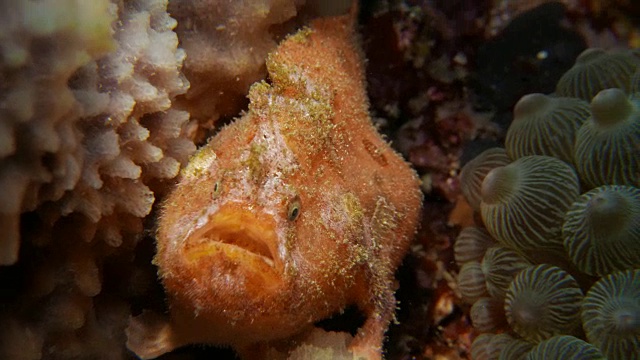珊瑚礁中的青蛙鱼视频素材