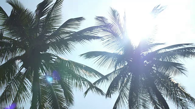 哥伦比亚棕榈树和阳光视频素材