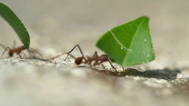 哥伦比亚的蚂蚁视频素材