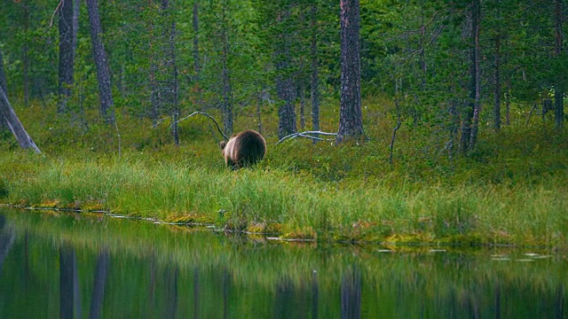 野生小棕熊在森林里寻找食物视频素材