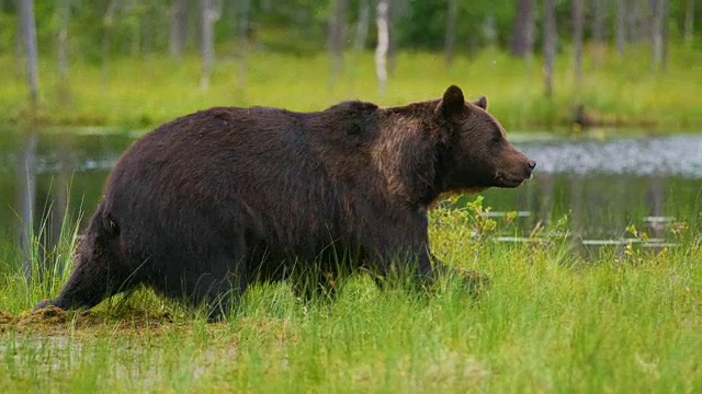 大的成年棕熊在森林里自由行走和奔跑视频素材