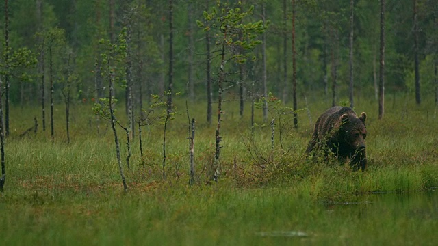 大型成年棕熊晚上在森林里自由行走视频素材