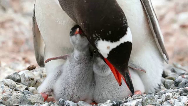 两只巴布亚企鹅幼崽坐在巢中，看着摄像机视频下载