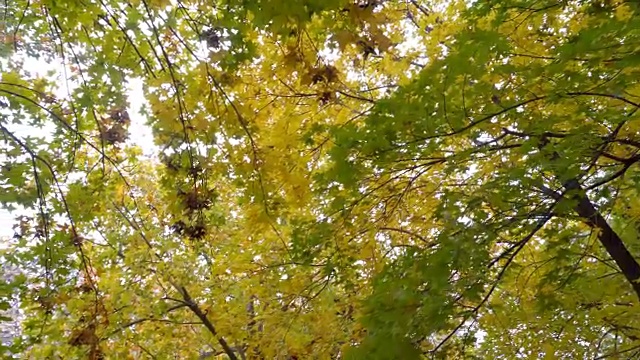 秋天的树，黄叶视频素材