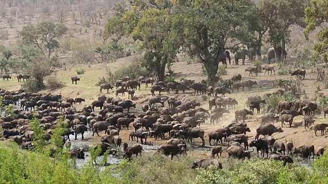 非洲野牛群视频下载