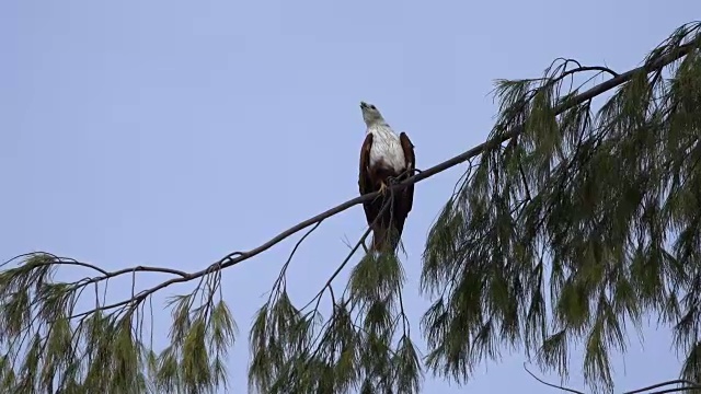 树上的鹰向后看视频素材