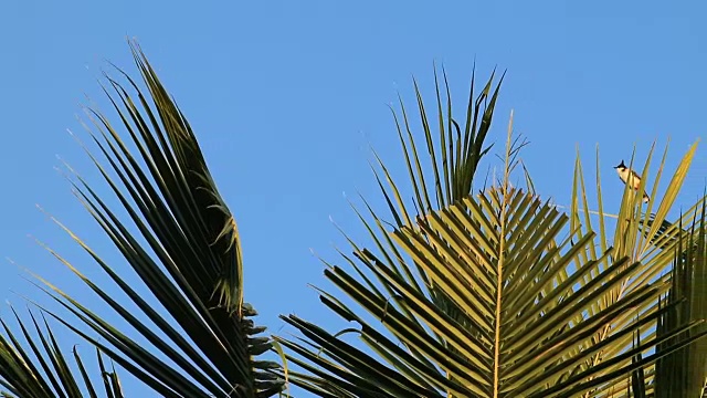 椰子的背景视频素材