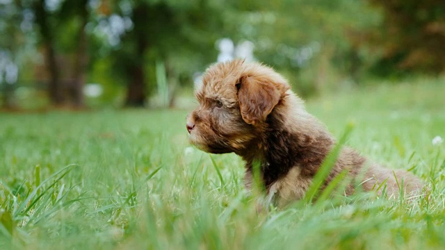 棕色的小狗坐在绿色的草地上视频下载