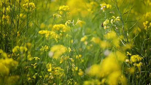 芥菜花。芥末â幸福健康的神秘之花。视频素材