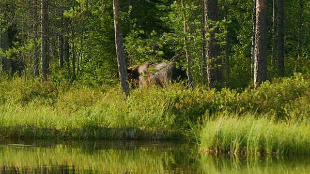 野生成年棕熊自由行走，吃森林里的植物视频素材