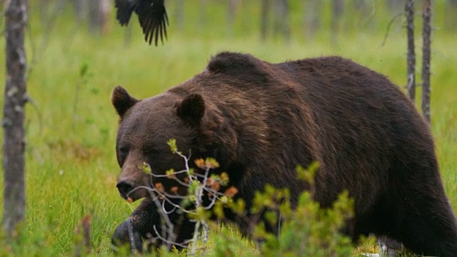 当鸟儿在森林里飞来飞去时，大的成年棕熊在吃东西视频素材