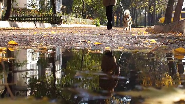 水坑里的倒影。狗跟着女主人沿街走着。视频下载