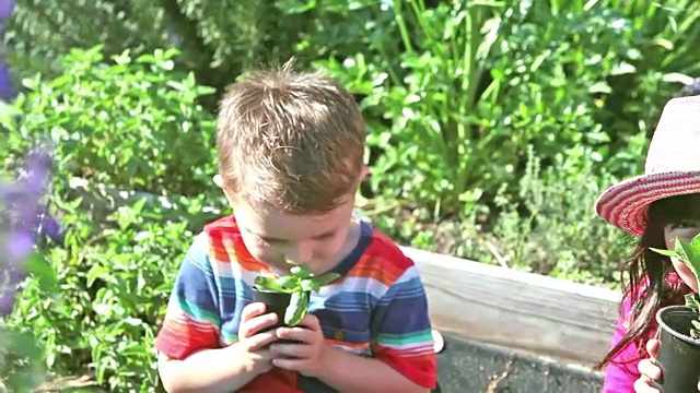 幼儿在花园里用幼苗来种植视频素材