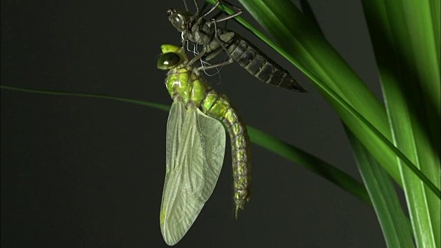 一只大蜻蜓挂在蜕皮上视频下载