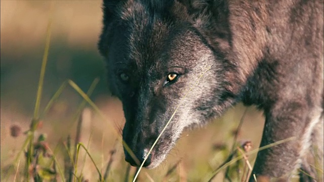 狼在黄石国家公园散步视频素材