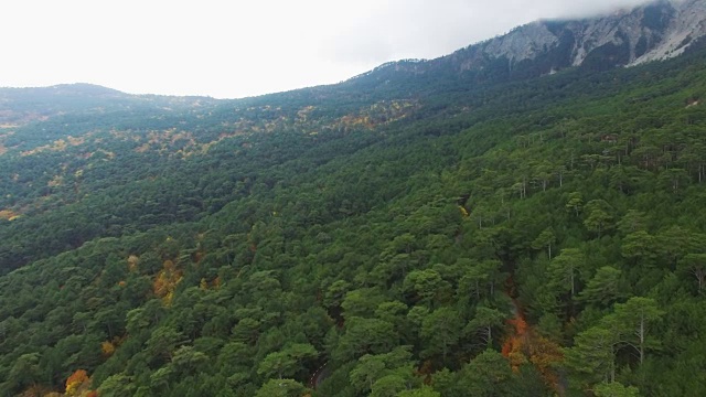 天线:绿色山地针叶林视频素材