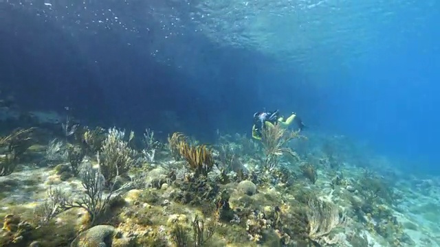 潜水员在加勒比海库拉索岛周围的珊瑚礁与软珊瑚在前景视频素材