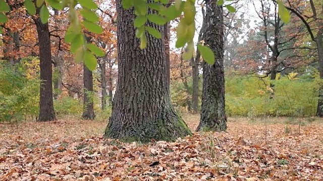 秋天的橡树林。树叶落到了地上。视频素材